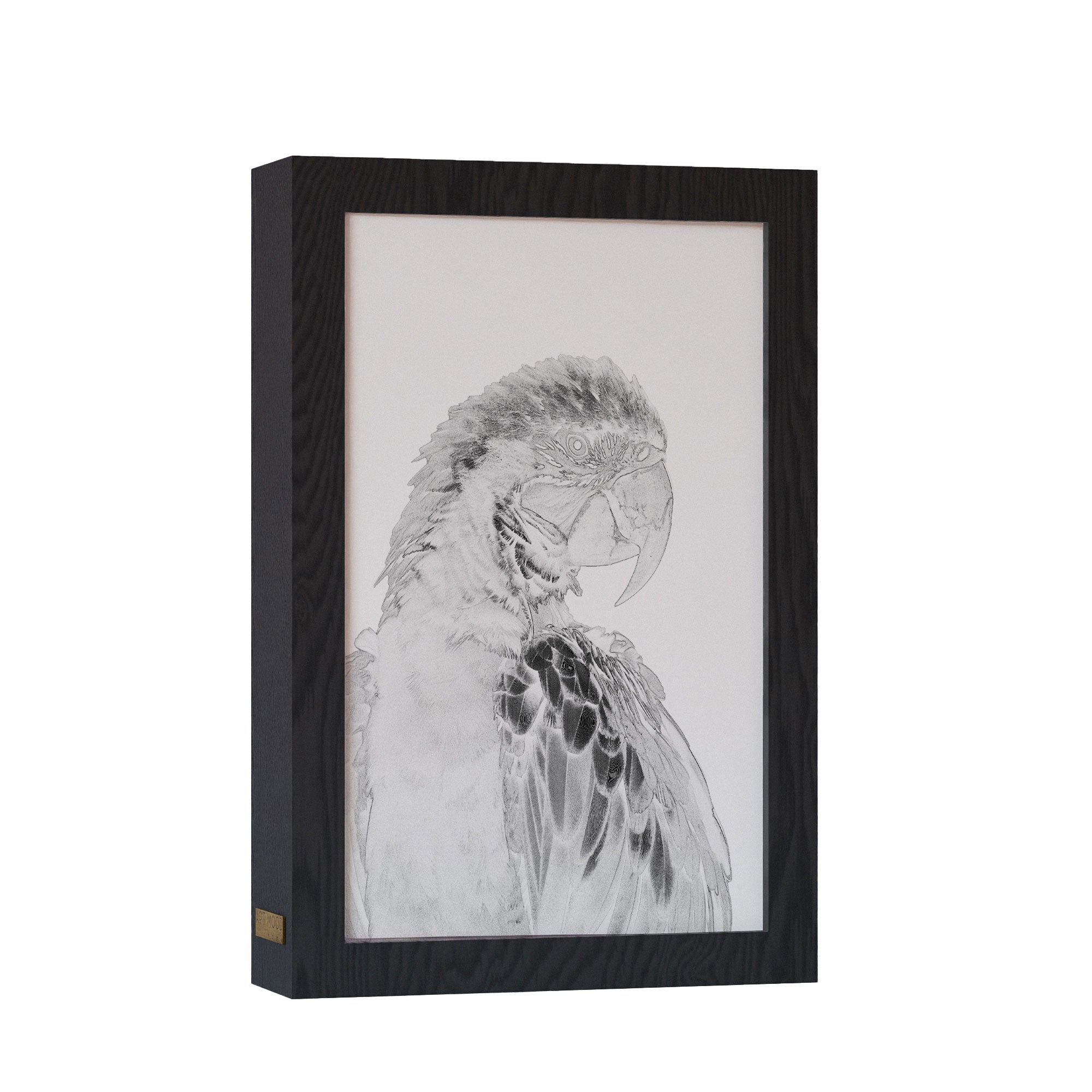 2 in 1 Photo Lighting Frame - Parrot
