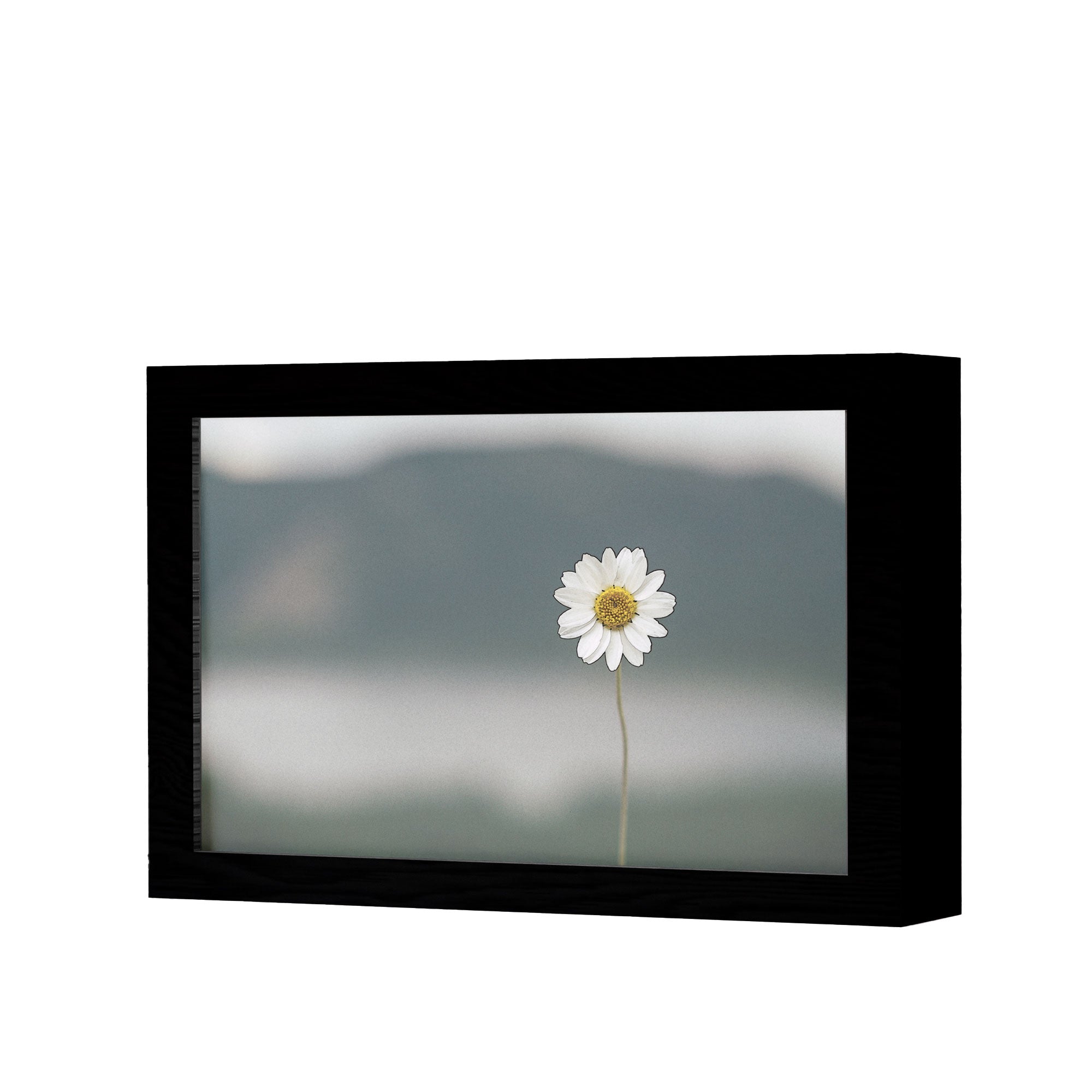 2 in 1 Photo Lighting Frame - Daisy