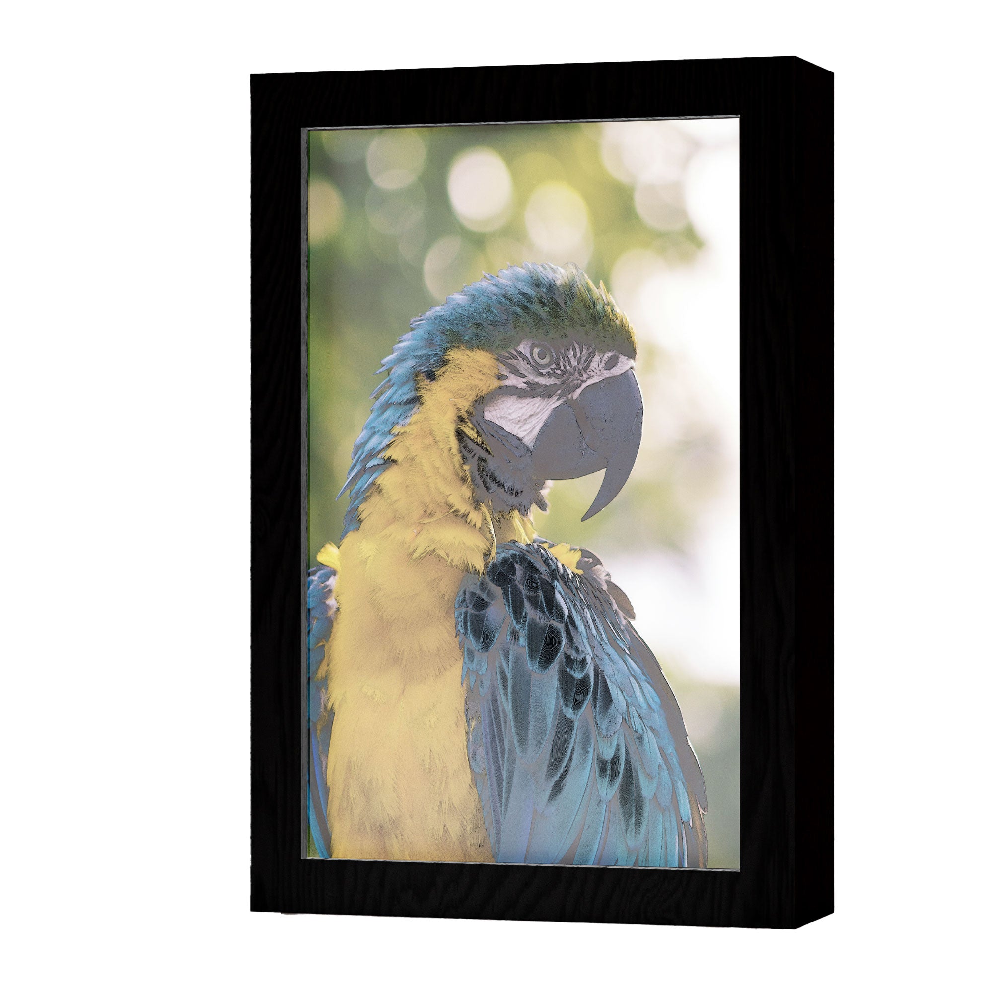2 in 1 Photo Lighting Frame - Parrot