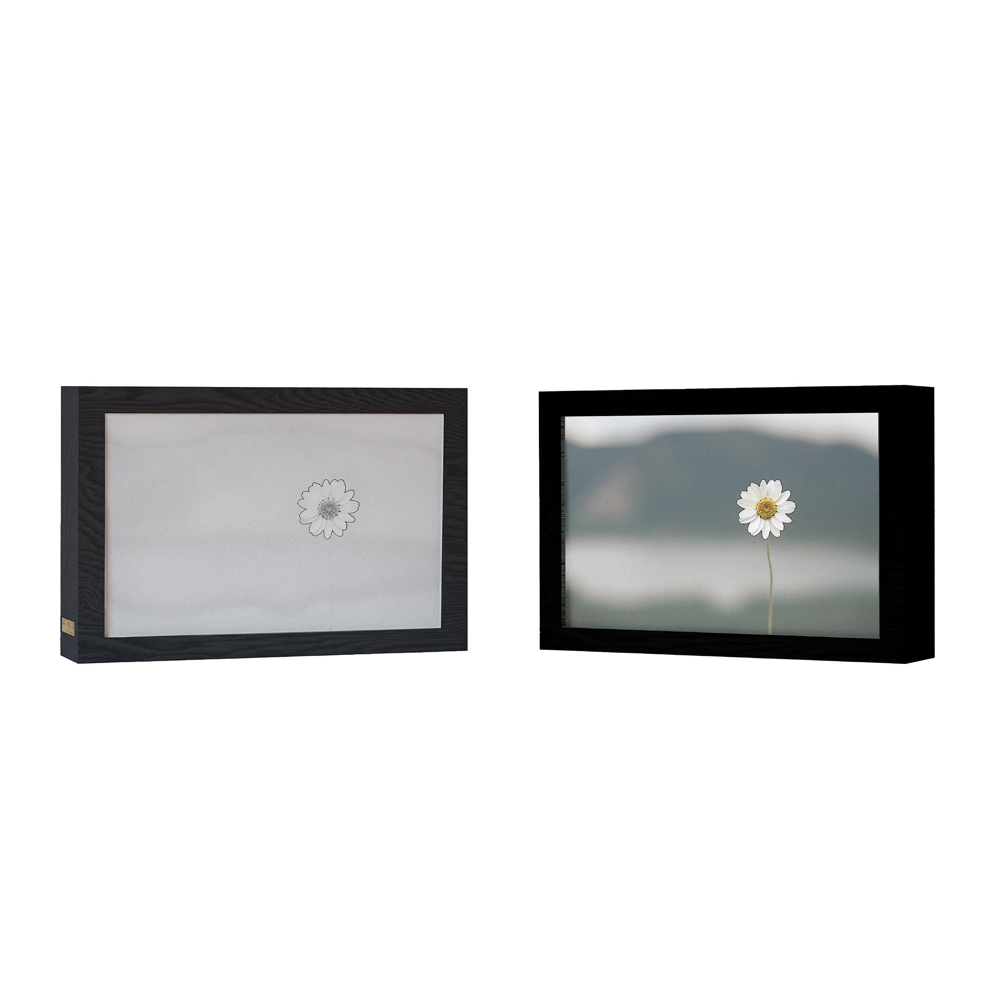 2 in 1 Photo Lighting Frame - Daisy
