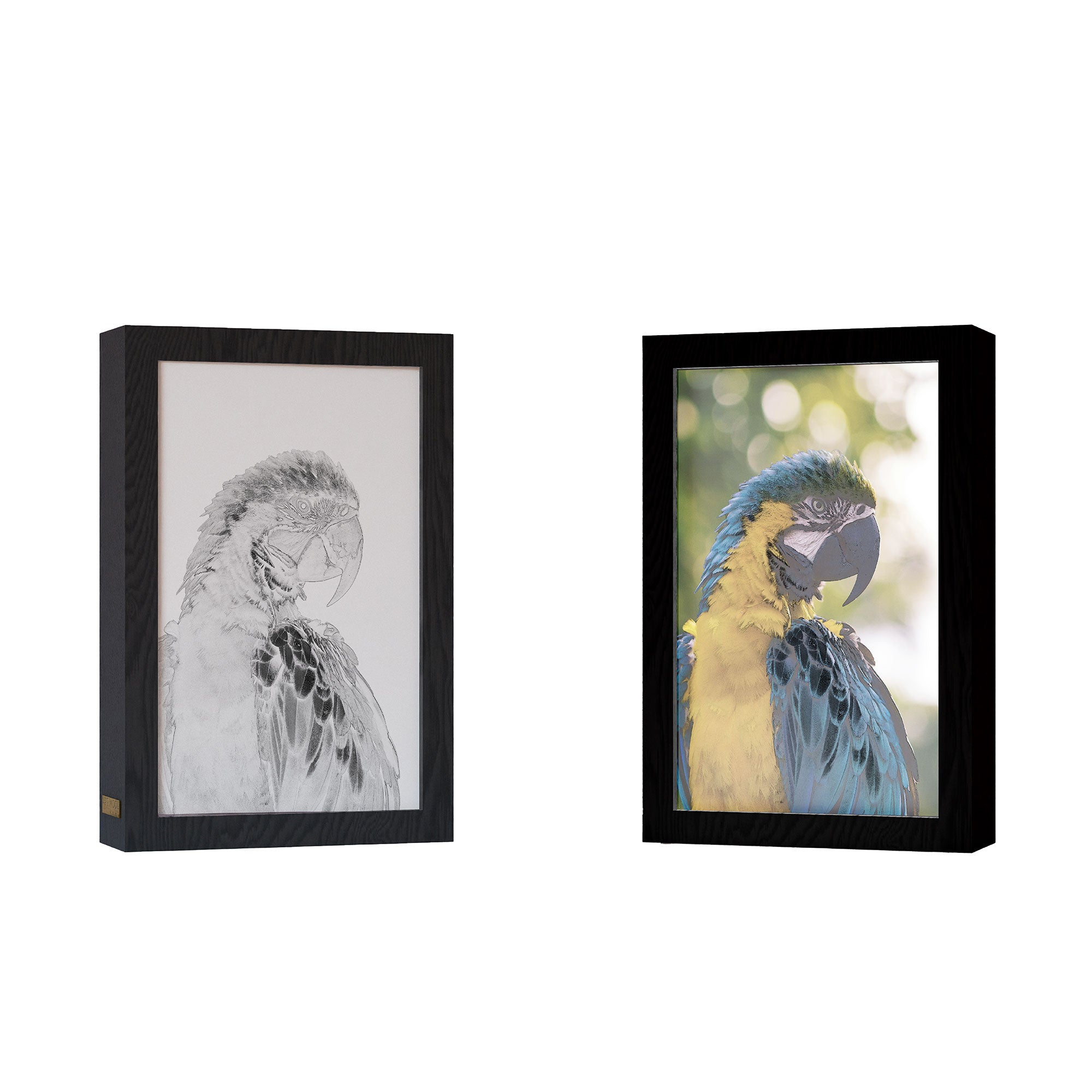 2 in 1 Photo Lighting Frame - Parrot